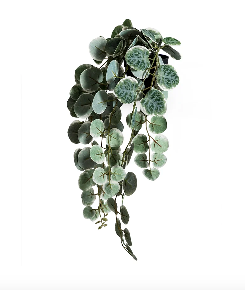 Green Ornamental hanging chain of hearts plant in black pot