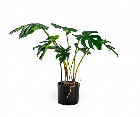 Faux Cheese Plant