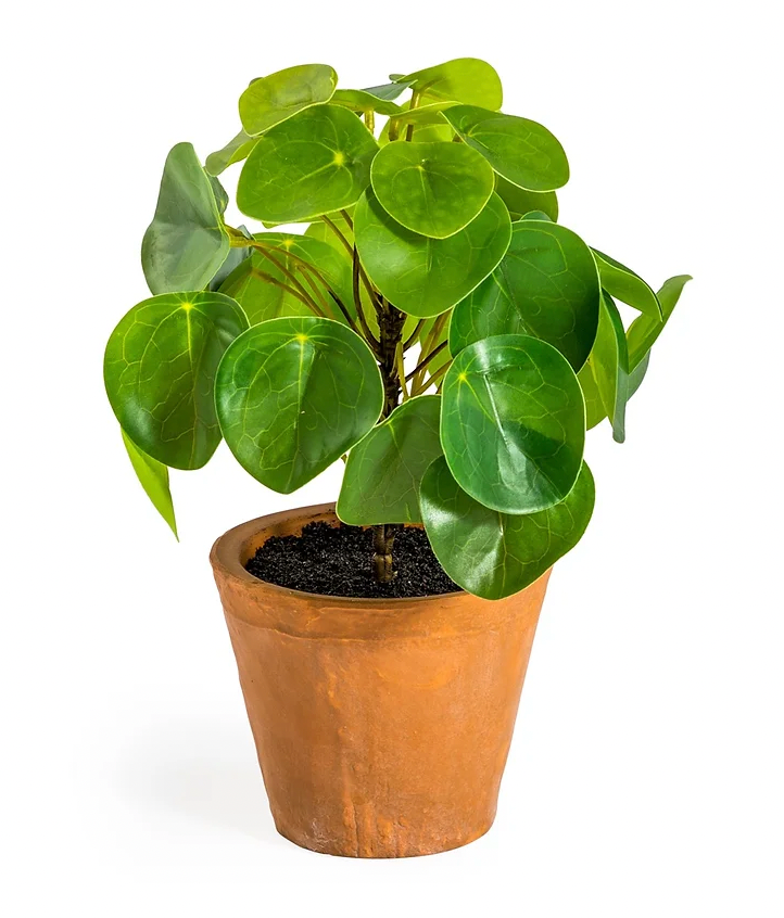 Faux Money Plant In Terracotta Pot