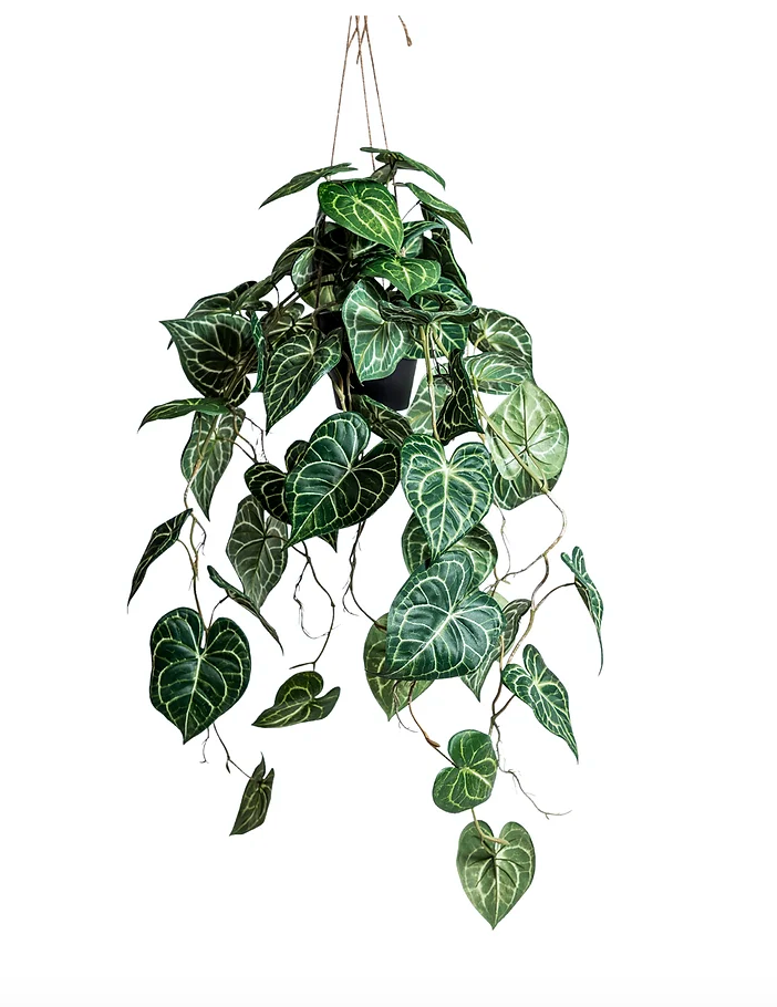 Hanging vine plant