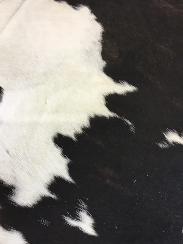 Tri colour black white and brown cow hide