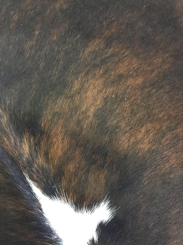 Tri colour black white and brown cow hide